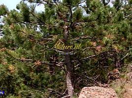 Skinny Granny Szilvia M. Loves A Good Outdoors Shag